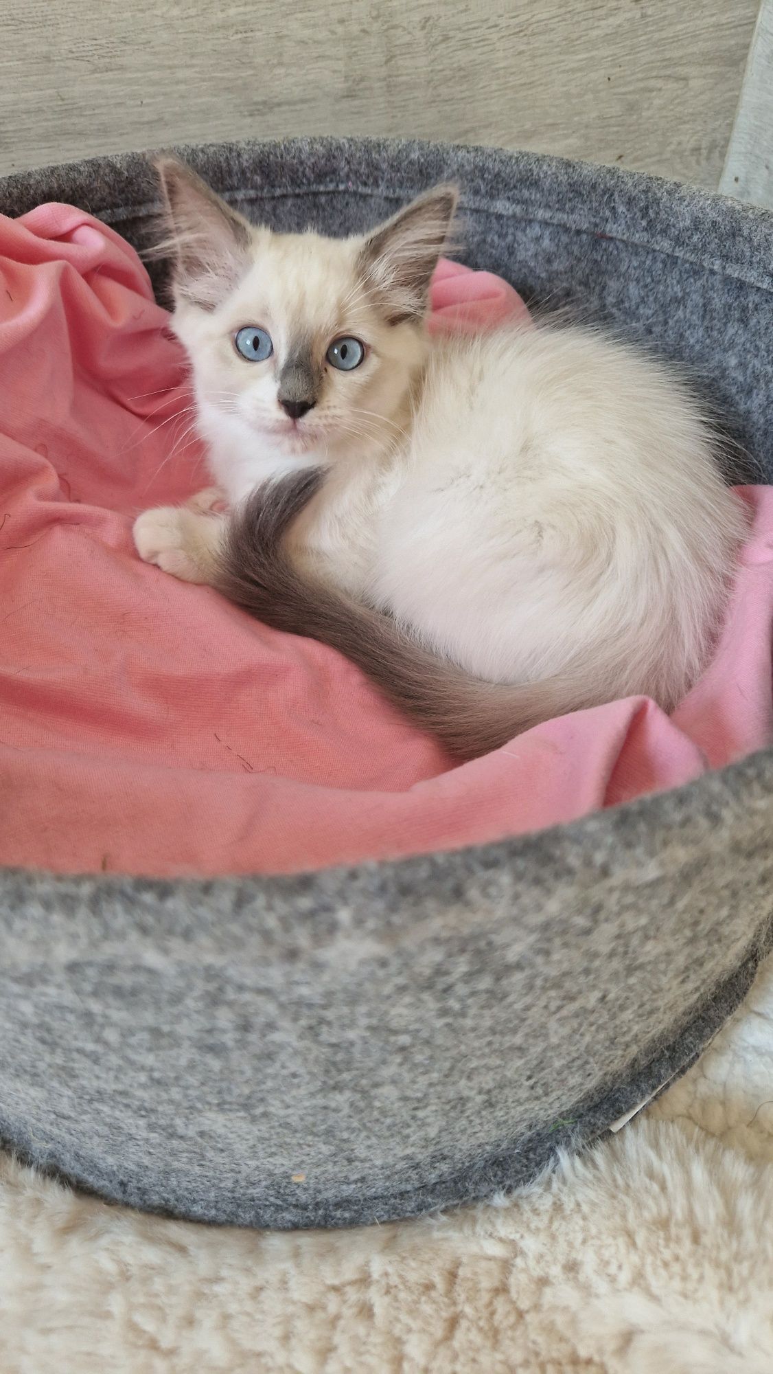 Śliczna kotka ragdoll