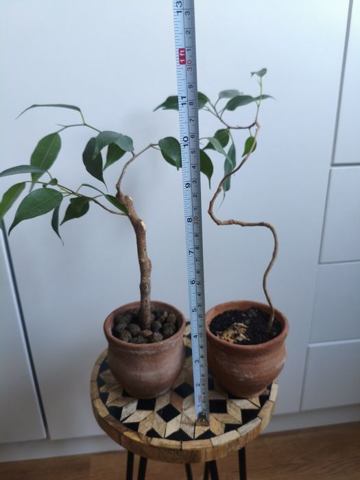 Fikus Benjamina Zestaw (2 szt.) Mini Bonsai + Doniczki Terakota