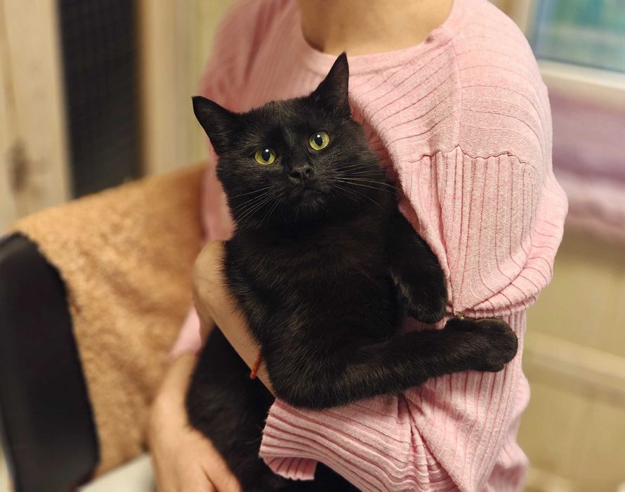 Кася: одна кішечка між домом і вулицею (1 рік, кішка)