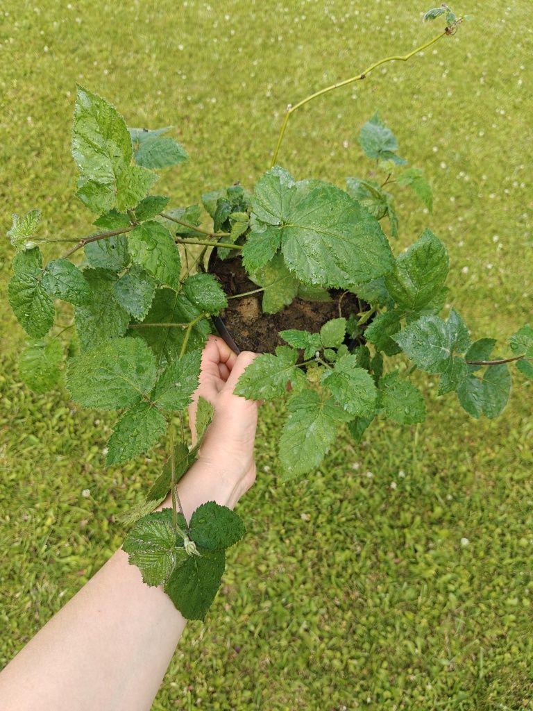 Jeżyna sadzonka ukorzeniona od 30-40 cm