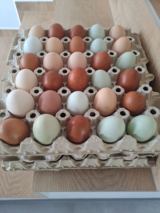 Sprzedam jajka wiejskie.