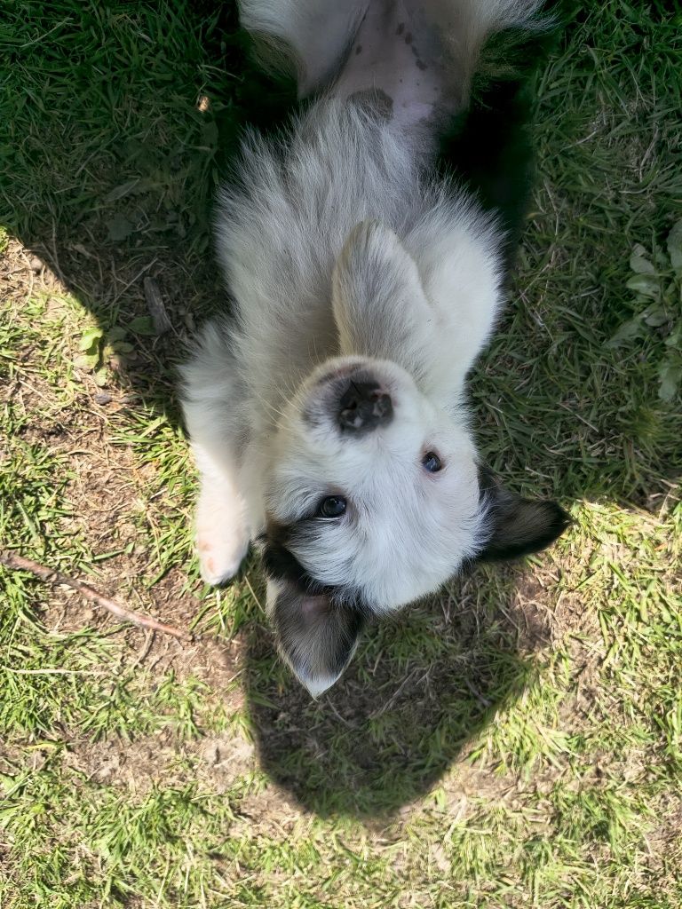 Suczka border collie tri color 2