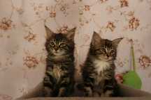 Kot MAINE COON z rodowodem