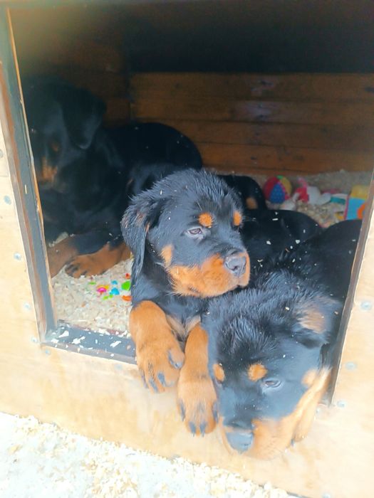Цуценята ротвейлера.