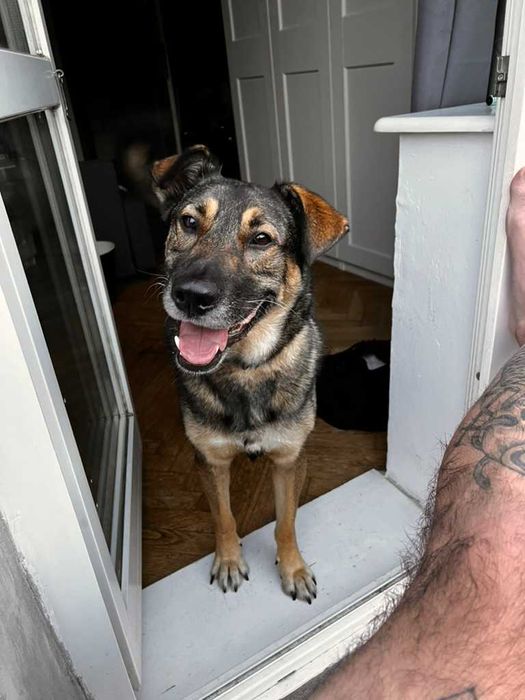 Wykastrowany pies w typie owczarka Belgijskiego. WARSZAWA