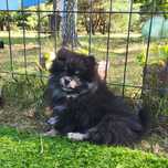 Szpic miniaturowy, pomeranian, szczeniaki