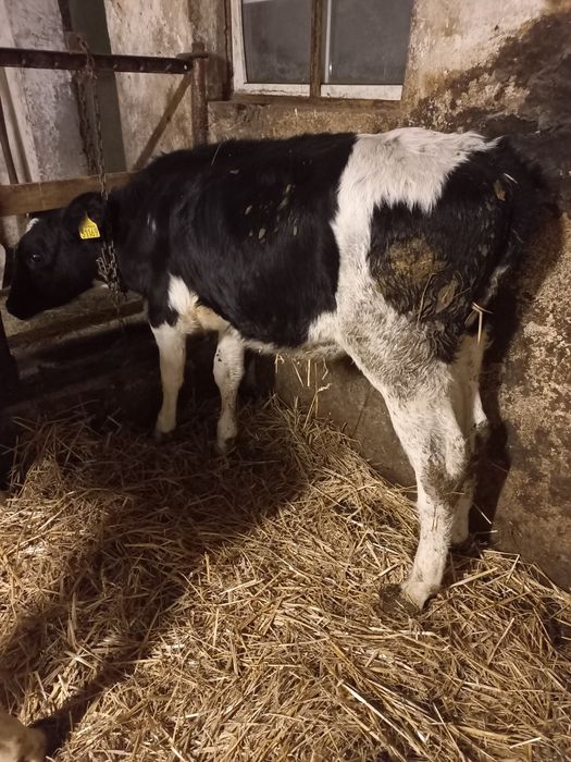 Sprzedam jałoszke żarłak