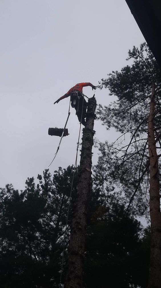 Wycinka drzew przycinanie krzeow frezowanie pni alpinistyczne