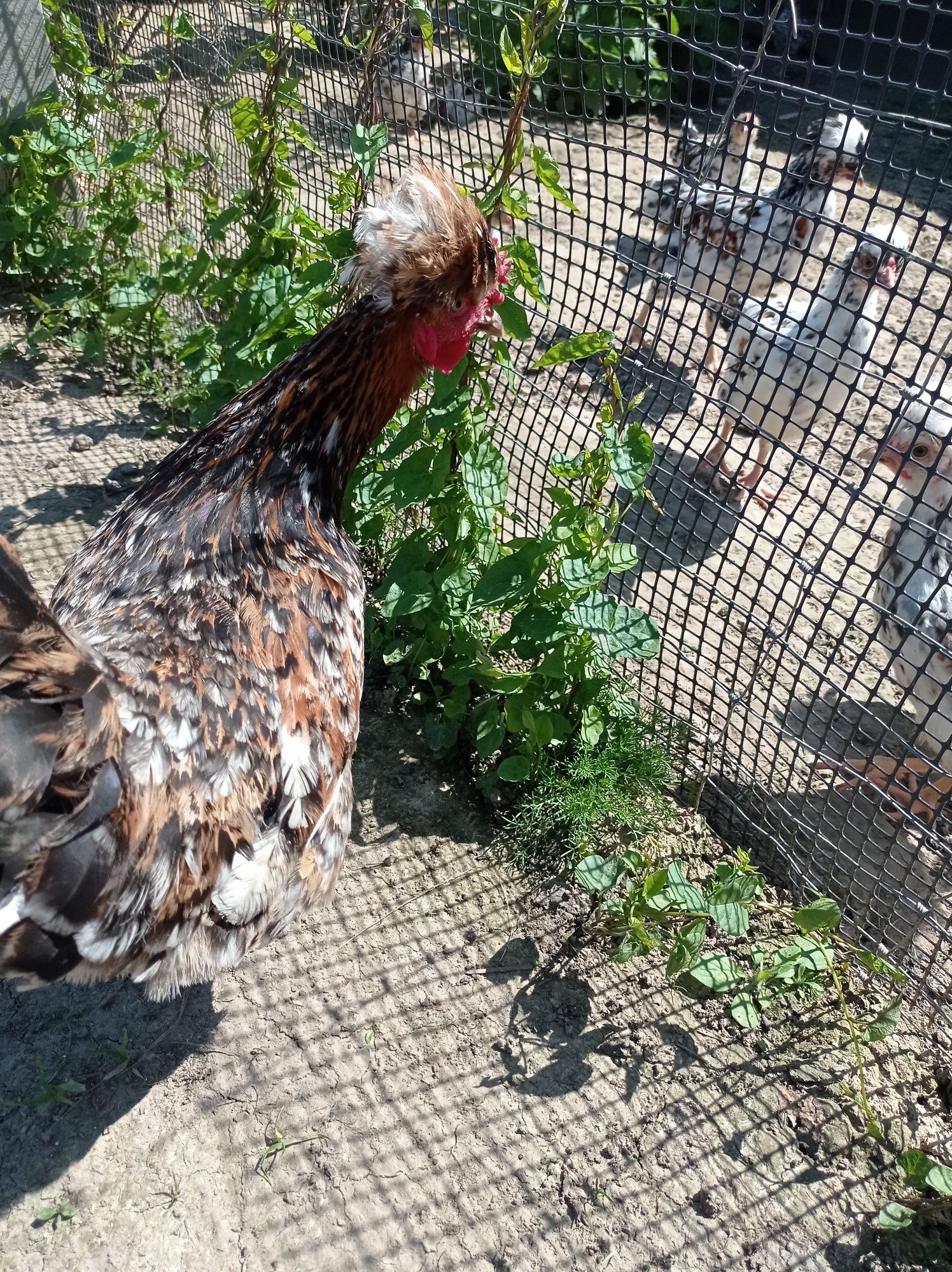 Jaja lęgowe czubatka staropolska,wandota olbrzymia