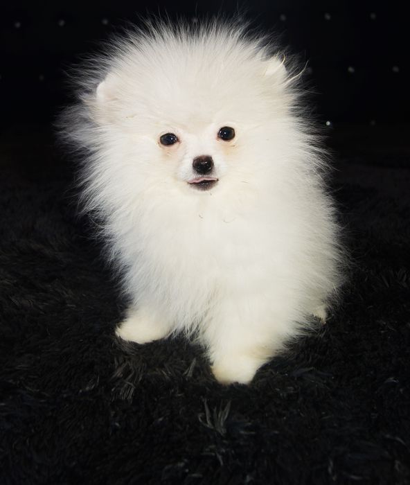 Szpic miniaturowy pomeranian