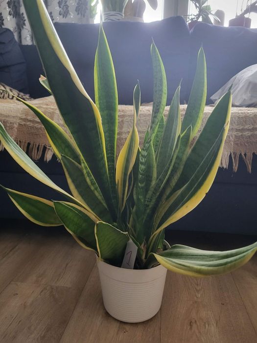 Kwiaty języki teściowej