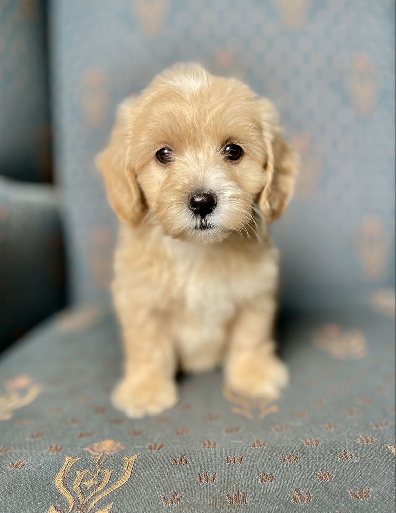 Maltipoo f1- dziewczynka