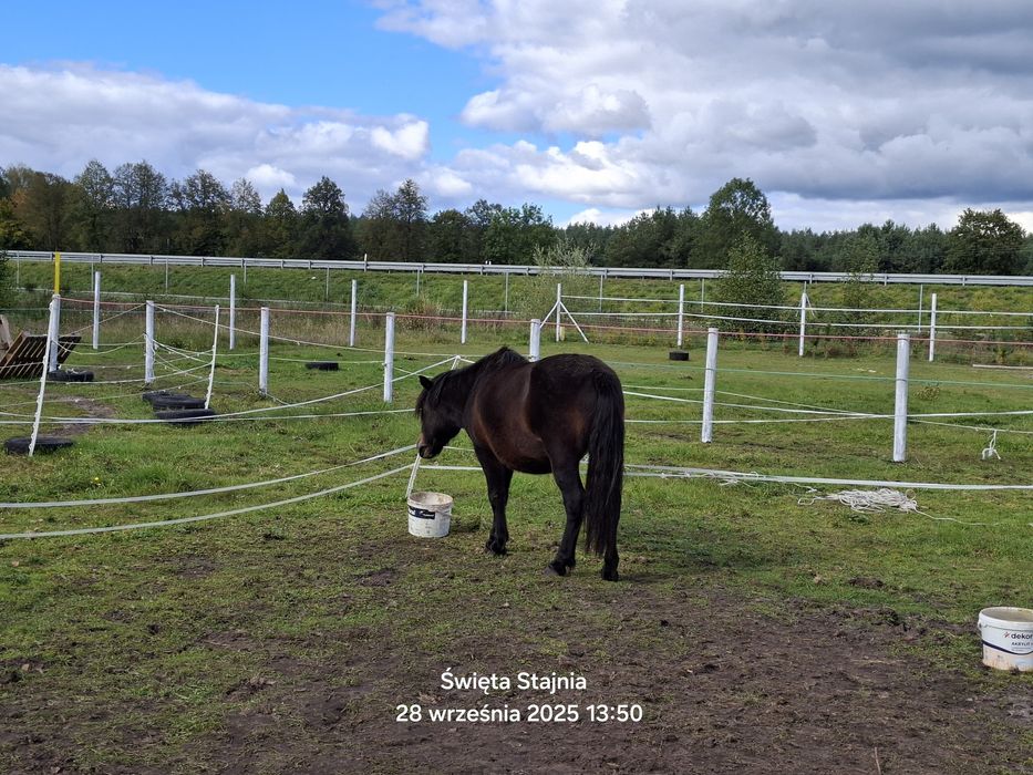 Sprzedam lub zamienię. Kuc 120cm. 6 lat. Wałach