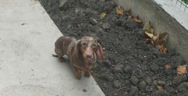 Шоколадномраморний міні таксик