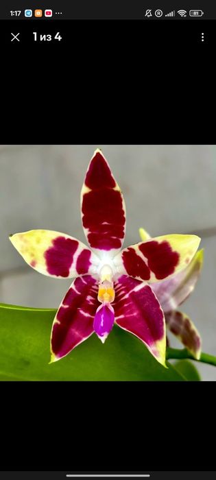 Орхидея Red zebra