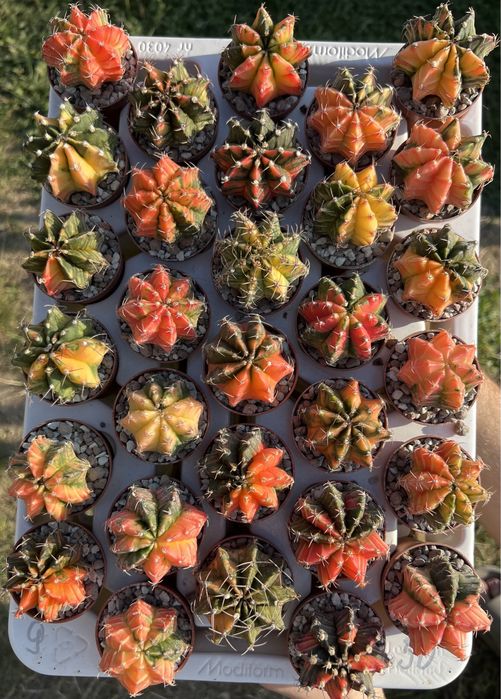 euphorbia таїланд кактуси сукуленти астрофітуми варієгатні