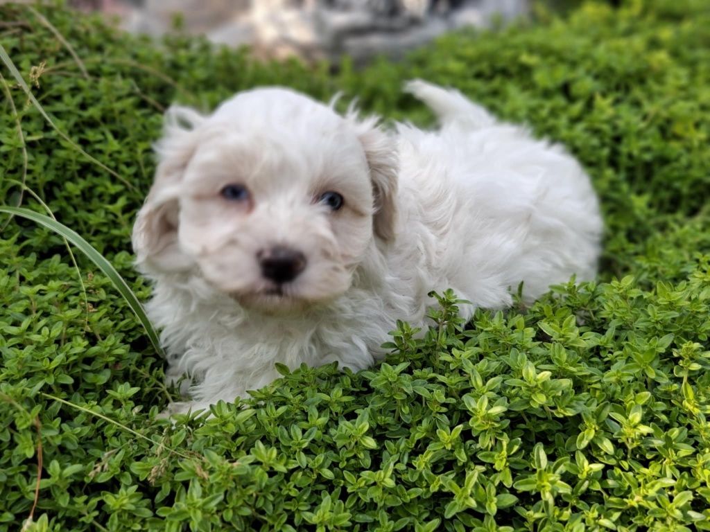 Maltipoo z metryką