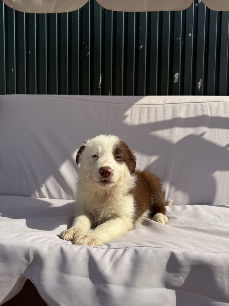 Border collie Castanho