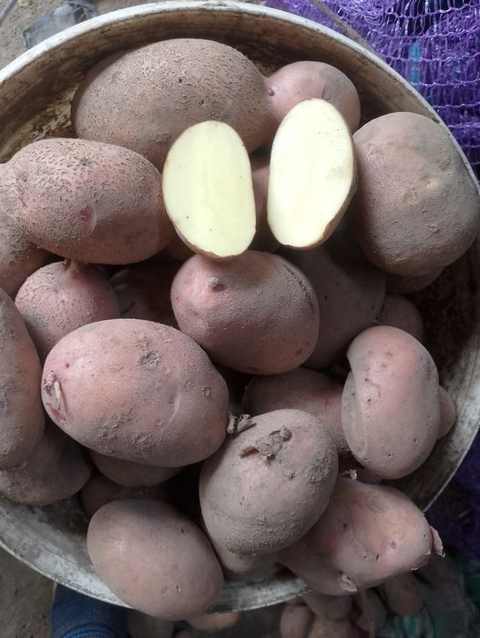 Продається велика картопля