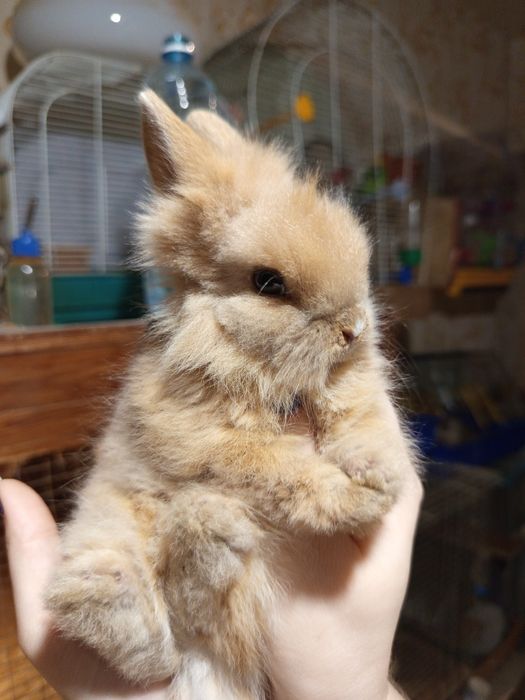 Милый маленький крольчонок