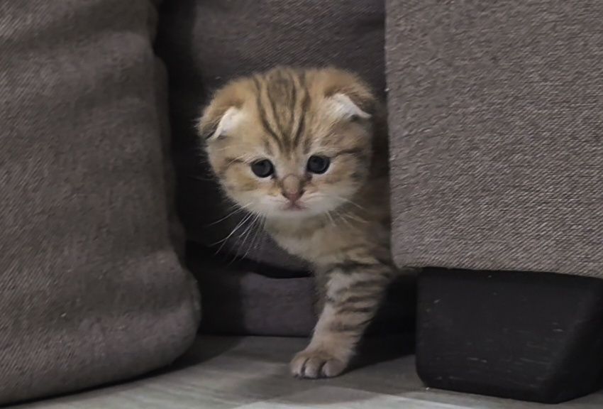 Шотландские прямоухие и вислоухие котята, мальчик и девочки