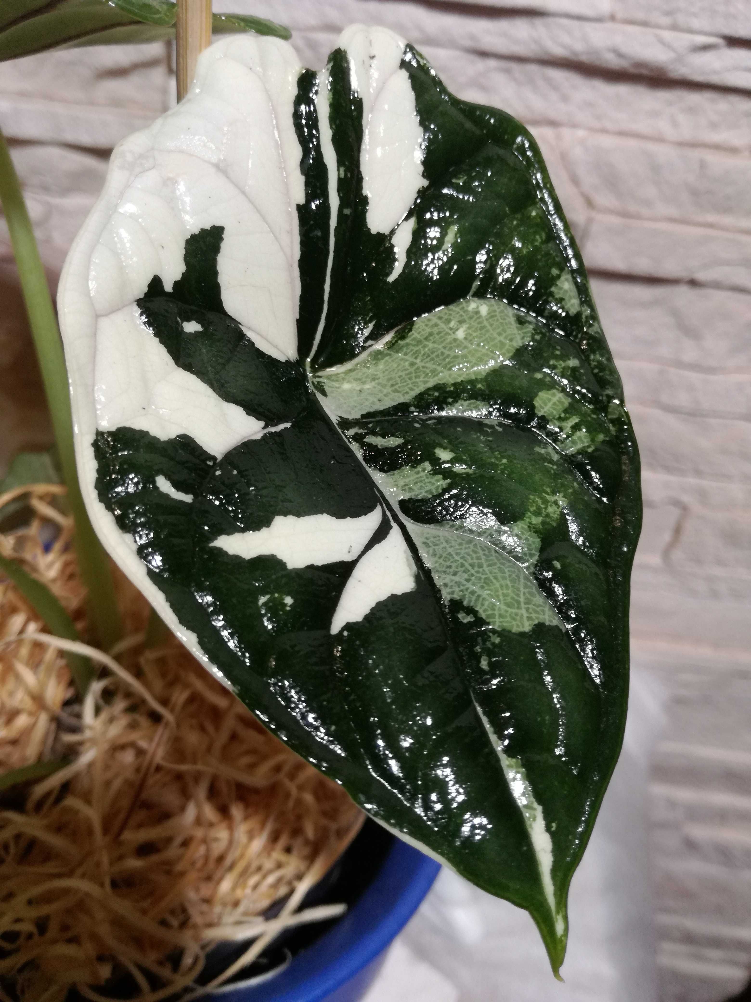 INTERNAT Alocasia Baginda Albo Variegata filodendron philodendron bulb