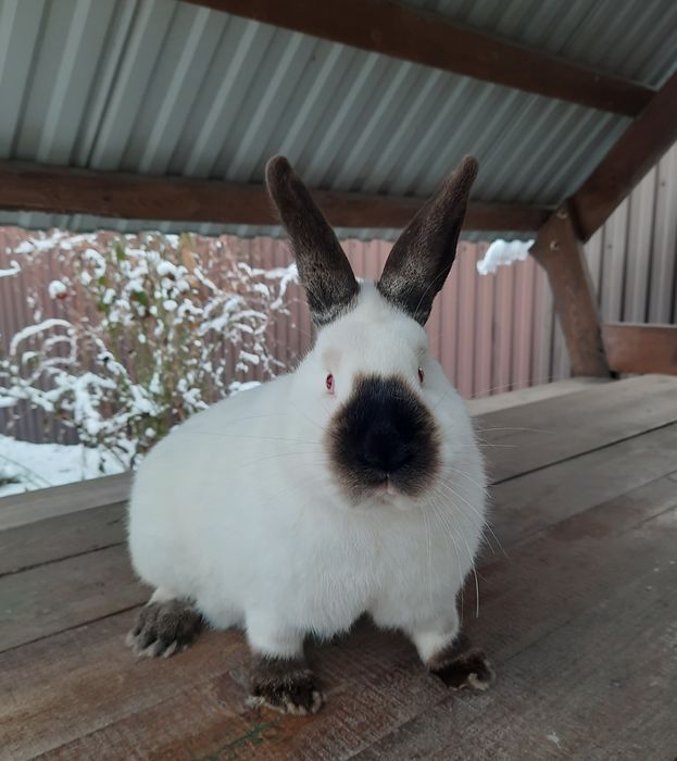 Кролики  НЗК Каліфорнія