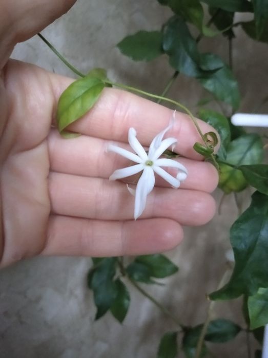 Жасмин Нитидум комнатный 200 грн