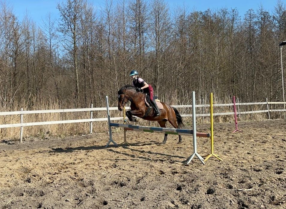 Pasja klacz na sprzedaż