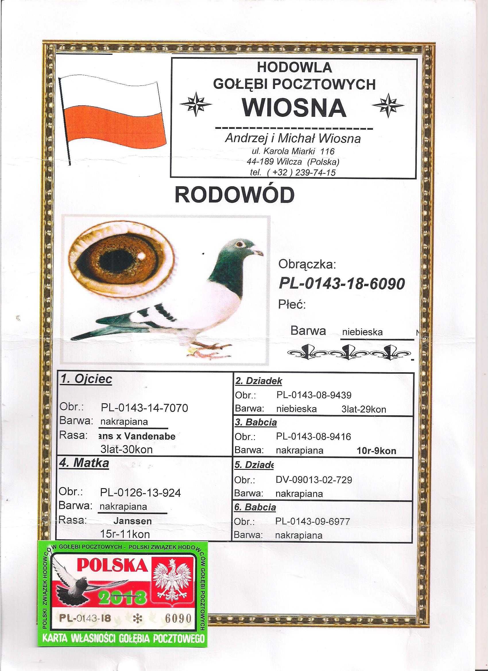 Młode para 71 Oryg. A.M Wiosna Wnuk 5838 gołąb gołębie pocztowe Rude
