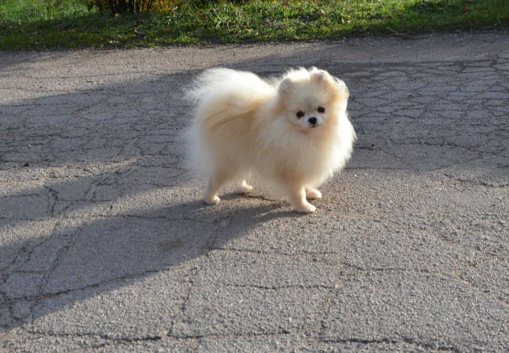 Взрослая крошка не для разведения.