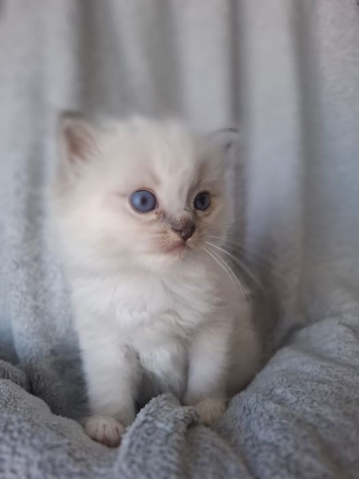 RAGDOLL Chłopiec blue mitted lynx mruczuś FPL