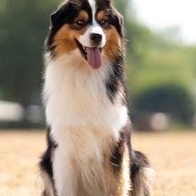 Owczarek Australijski Aussie