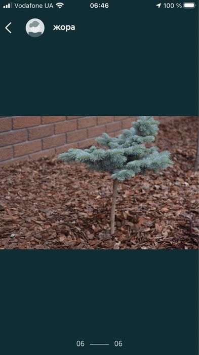 Кора соснова  оброблена .Знаходиться в Кропивницькому