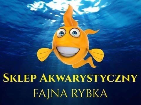 Krab Tęczowy - sklep Fajna Rybka