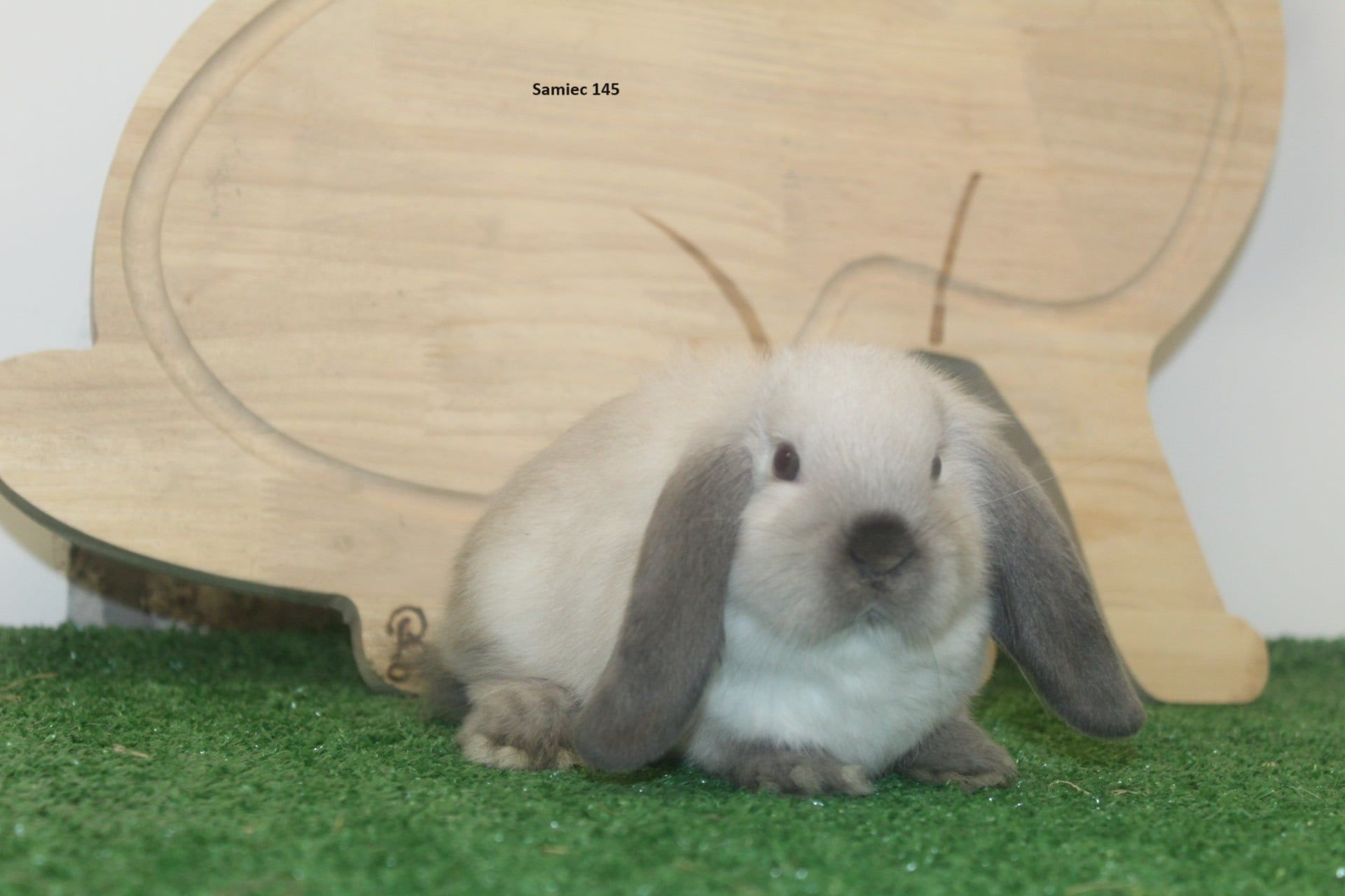 Karzełek Baran,baranki karzełki-rodowód,rasowy. Mini lop hodowla zarej