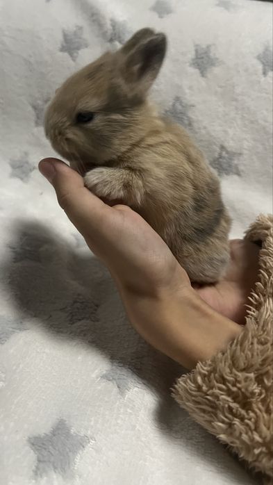 Кролик карликовий подарунок під ялинку