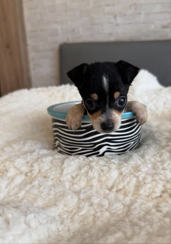 Chihuahua mini macho