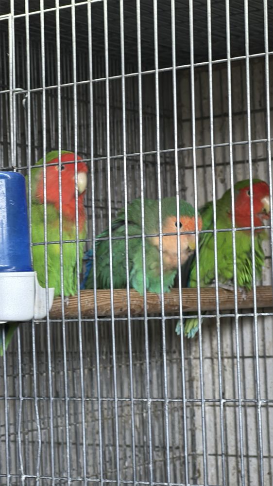 Agapornis roseicollis