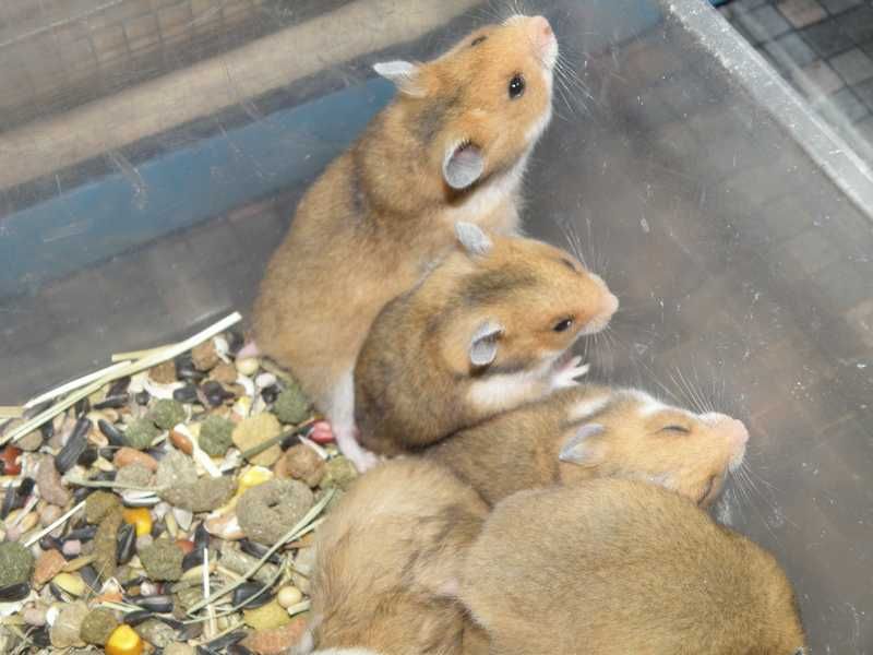 Chomiki syryjskie z 10.11.2025r - Wrocław