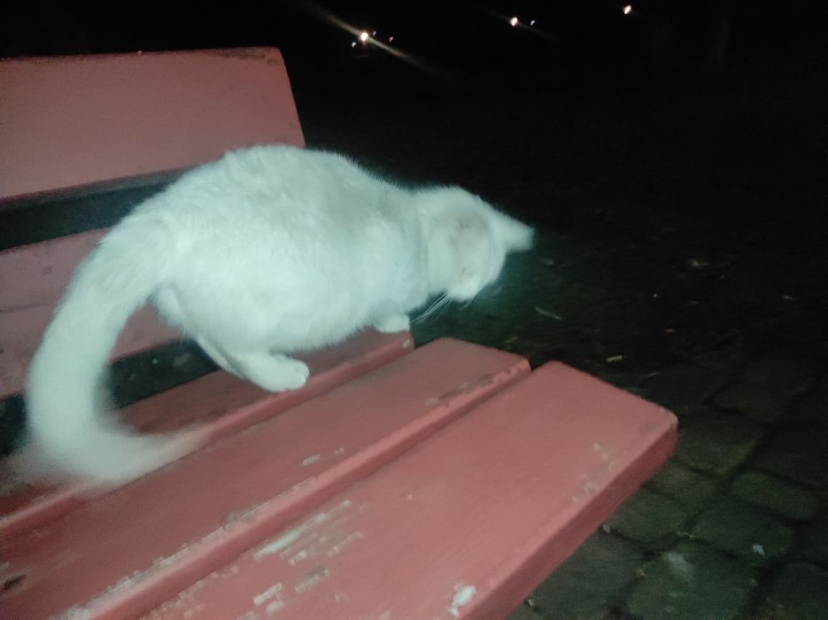 Zaginęła cała biała kotka ponad tydzień temu w parku Lubomirskich Ważn