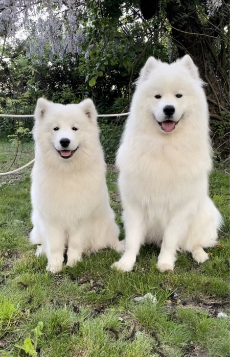 Piesek samoyed, szczenię, Związek Kynologiczny w Polsce