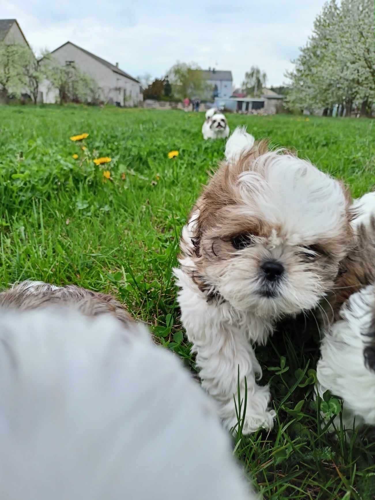 Shih tzu  pieski