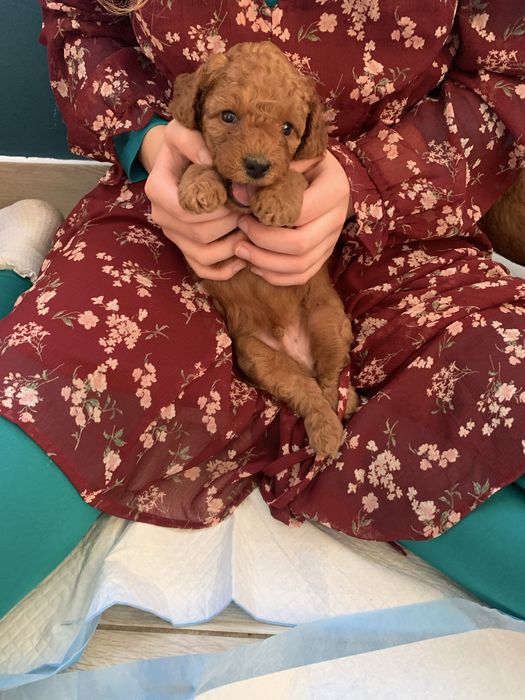 Pudel niniaturowy red piesek Ferb