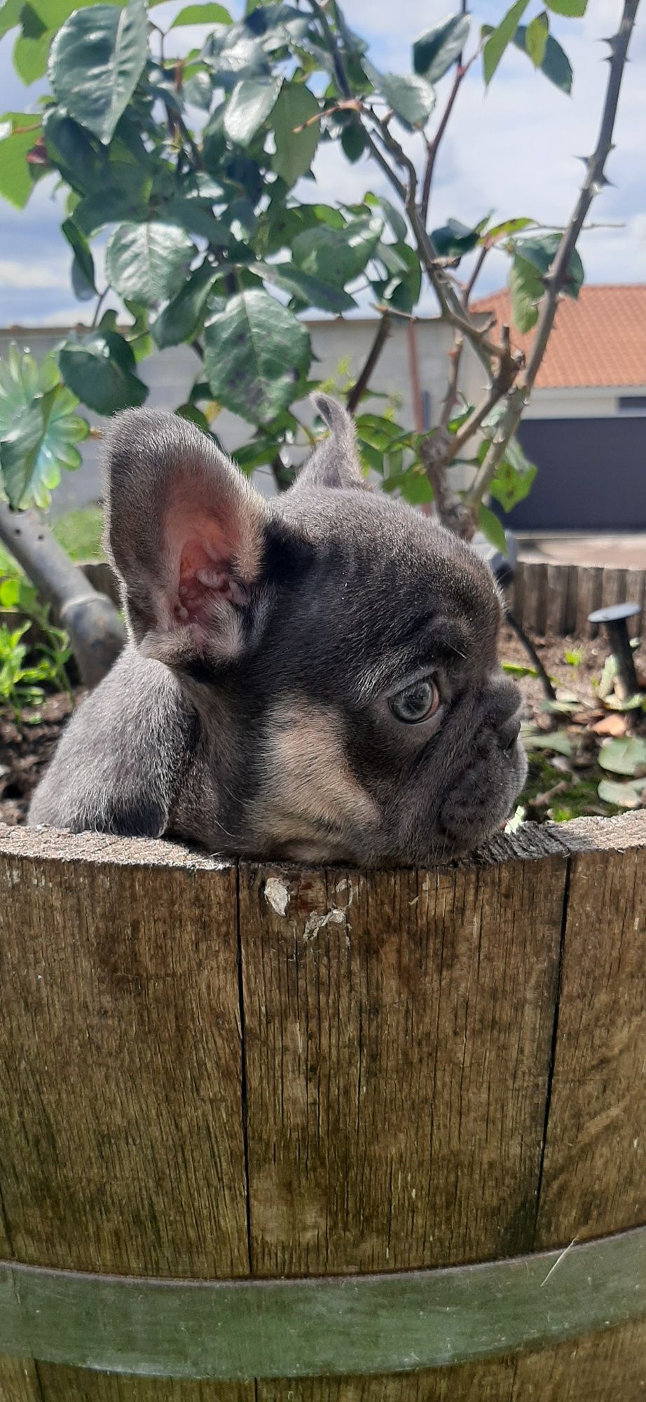 Bulldog Francês fêmea blue  tan