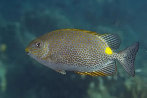 Siganus guttatus (Borsuk plamisty, Gold-spotted Rabbitfish) –rozmiar L