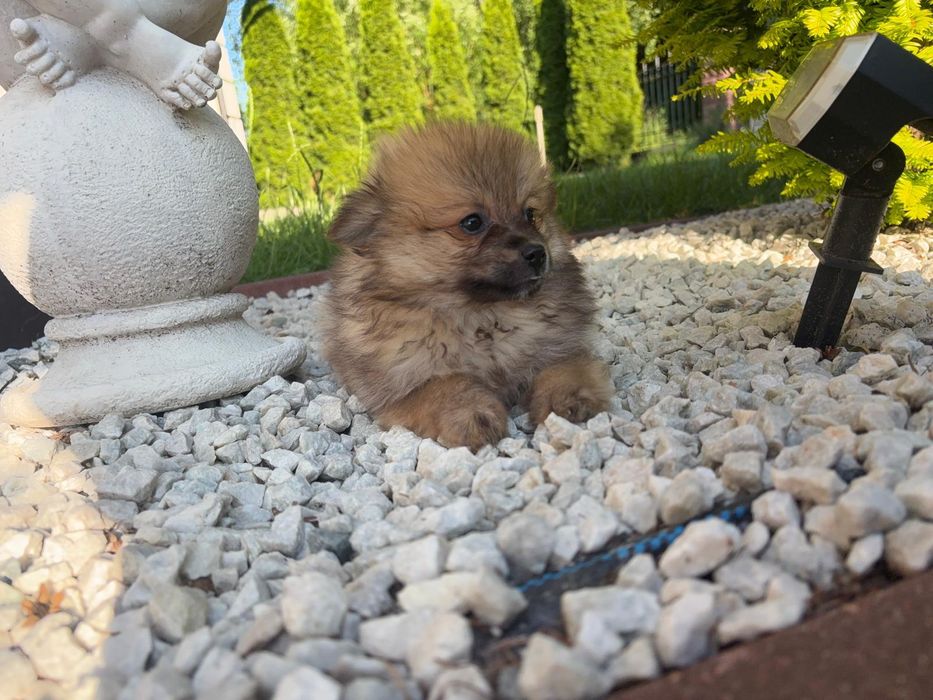 Szpic miniaturowy