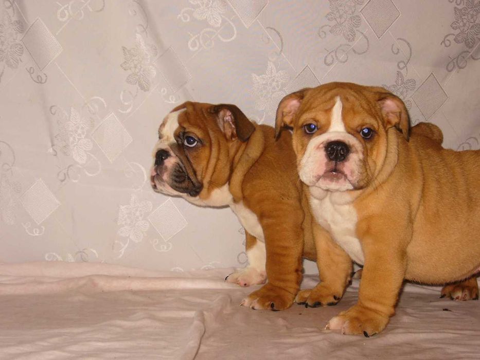 Buldog angielski rudo-białe suczka