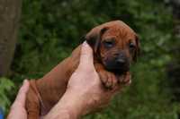 Rhodesian Ridgeback - niewystawowy piesek,domowa hodowla ZkwP