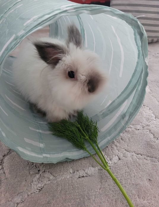 Oddam królika w dobre ręce